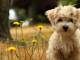 Dogs in Summer Windows 7 Theme