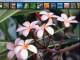 FastPictureViewer x64